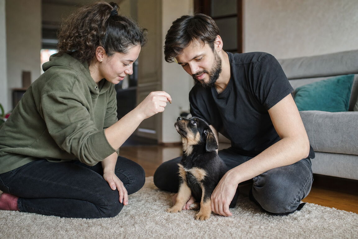 Un pui de câine exersează alături de stăpânul său.